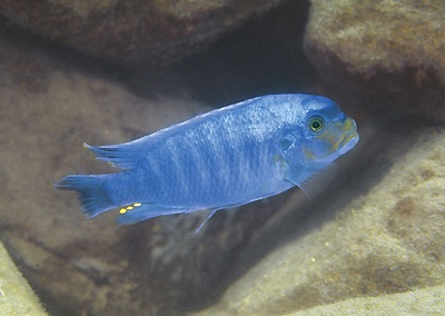 Petrotilapia sp. 'yellow chin' Chiloelo
